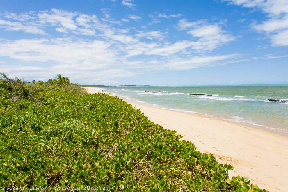 Imagem da vegetação rasteira de verdinha da Praia de Caraiva.